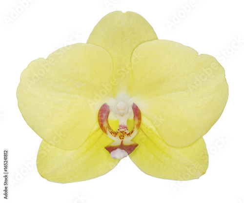 Yellow phalaenopsis orchid isolated on white background