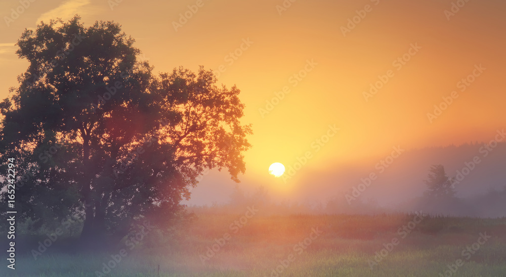 Misty summer sunrise - obrazy, fototapety, plakaty 