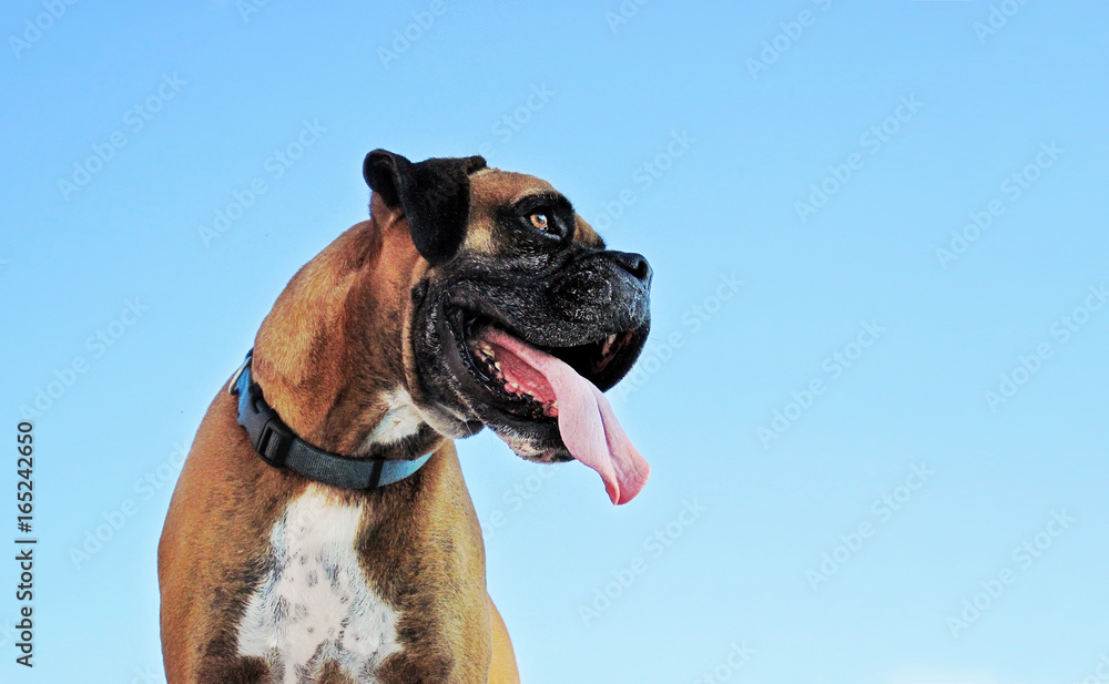 Boxer Dog with blue sky 