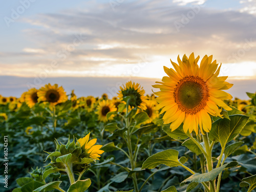 Fototapeta Naklejka Na Ścianę i Meble -  Sunflowers in the fields during sunset