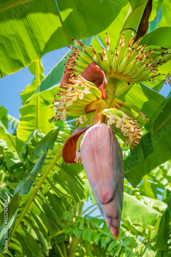Banana blossom, Banana flower