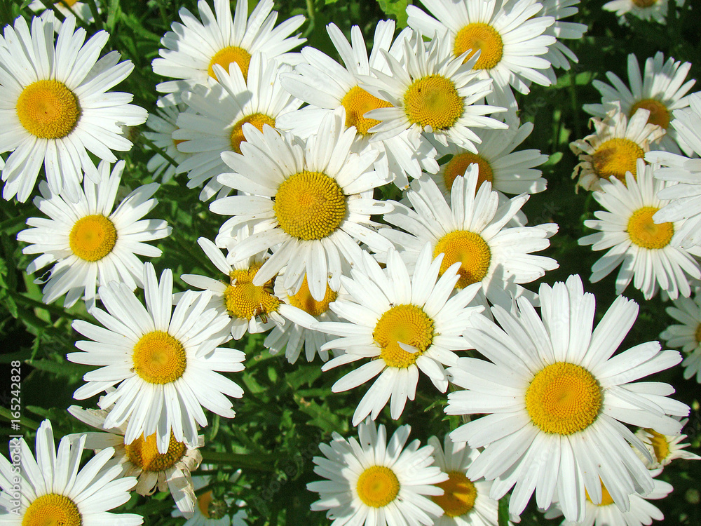Chamomile closeup Chamomile closeup