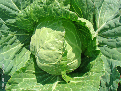 Cabbage background