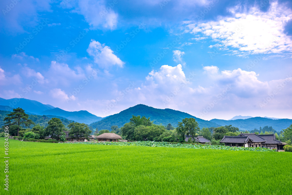 Rural landscape of Oeam Folk Village on a summer day with green rice paddies.