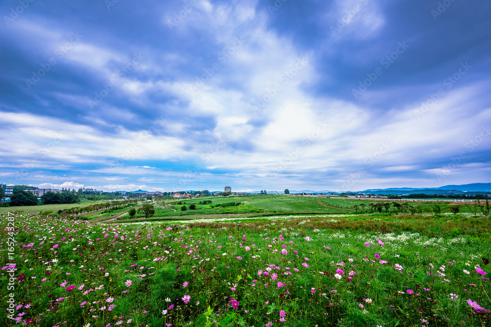 Anseong Farmland countryside scenery where cosmos flowers bloom beautifully.