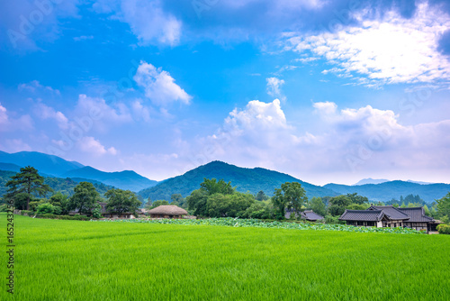 Rural landscape of Oeam Folk Village on a summer day with green rice paddies.