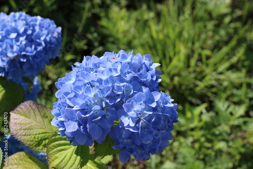 紫陽花の花