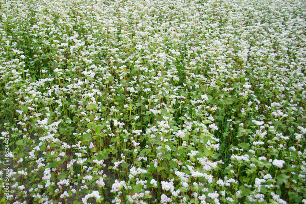 Photo of white blooming buckwheat field, close up Photo of white blooming buckwheat field, close up
