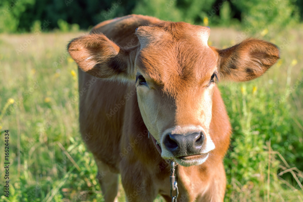 A small brown calf is crouching in a meadow