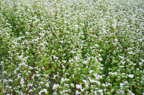 Photo of white blooming buckwheat field  close up