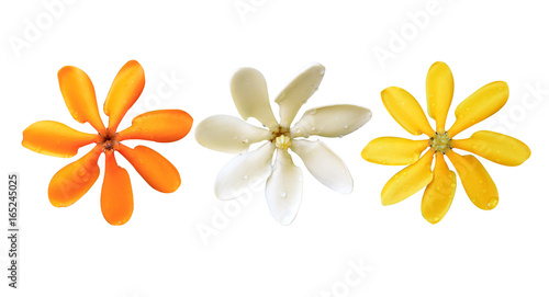 Flower All Color isolated on white background