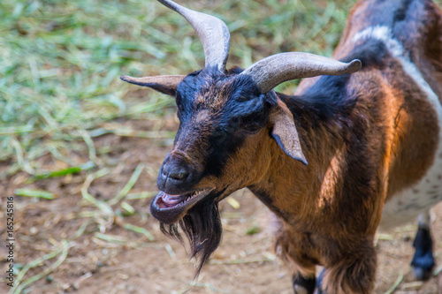 Goat in the garden, Goat in the nature habitat