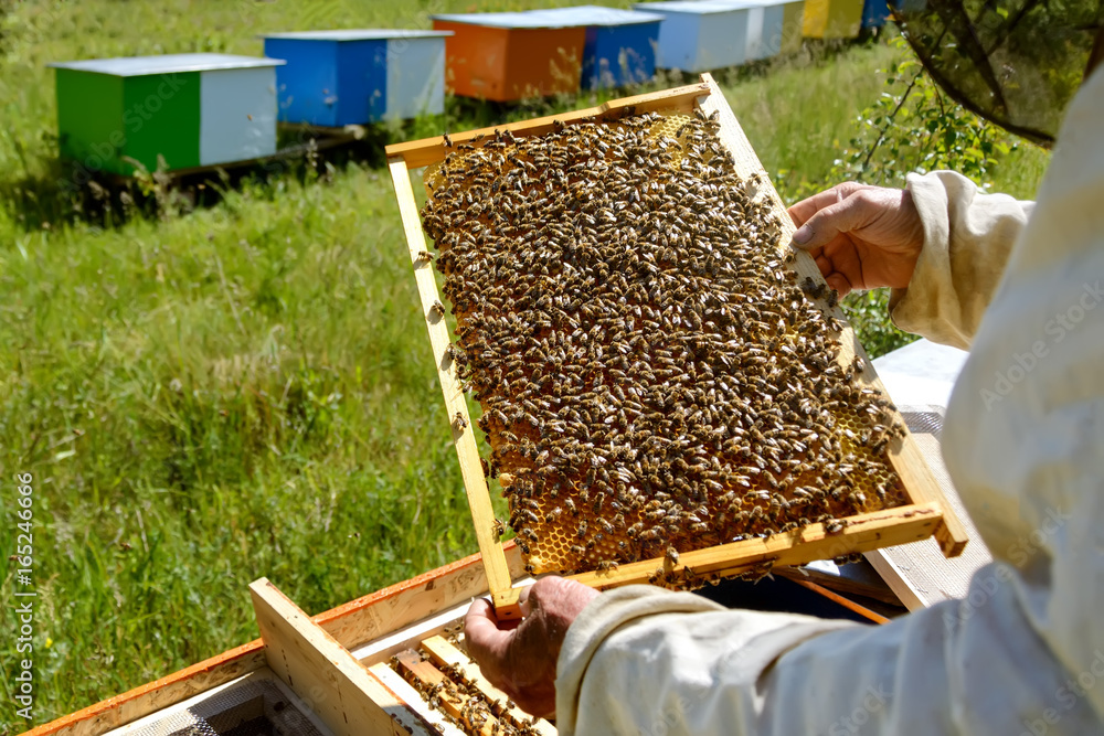 Beekeeper is working with bees and beehives on the apiary. Apiculture. Beekeeper is working with bees and beehives on the apiary. Apiculture.