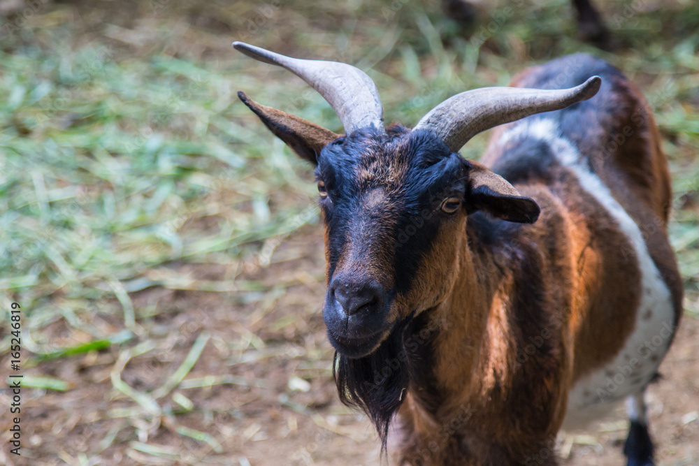 Goat in the garden, Goat in the nature habitat Goat in the garden, Goat in the nature habitat