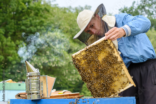 The beekeeper takes out from the hive honeycomb with bees. Apiculture. © kosolovskyy