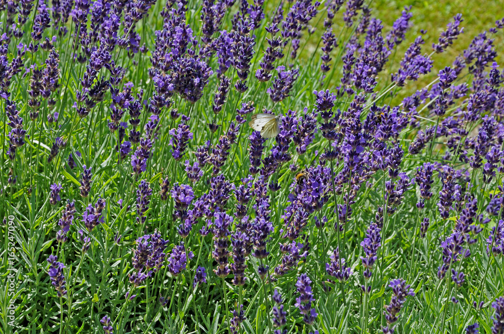 Naklejka premium Lavendelblüten