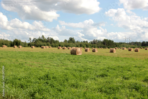  mown hay in bales in the field