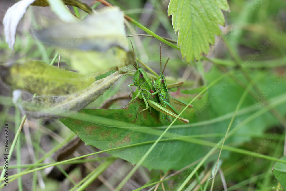  love grasshoppers