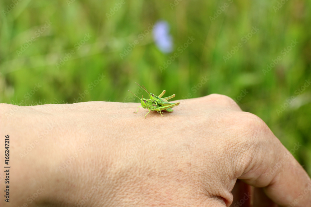 green grasshopper at arm's length against the background of nature green grasshopper at arm's length against the background of nature