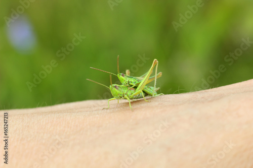 mating grasshoppers on a human hand