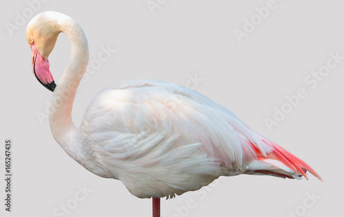 Greater Flamingo isolated on white Background