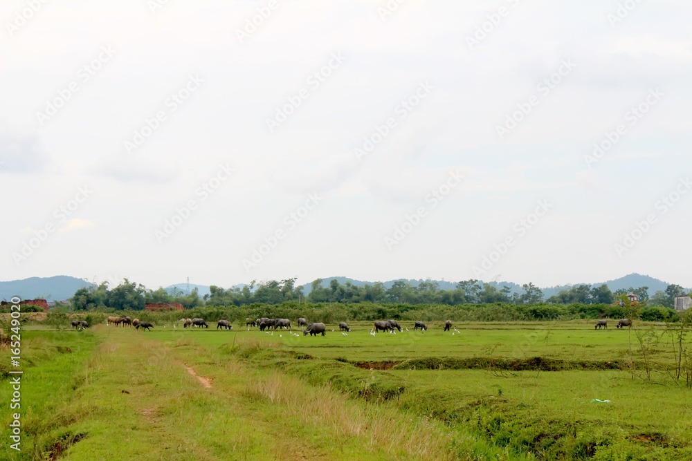 herd of buffalo on the field