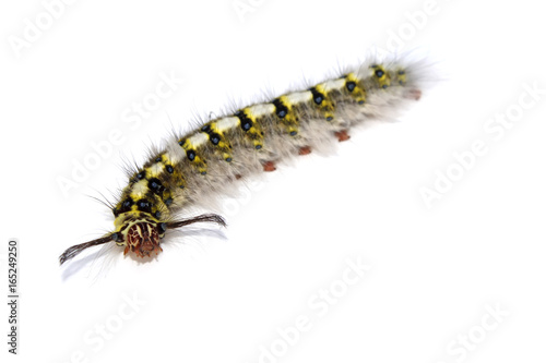 caterpillar on white background