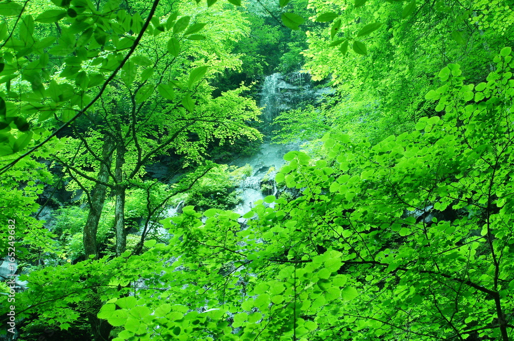 新緑　滝
