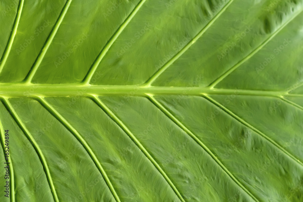 Background texture of a green juicy leaf, shown close-up Background texture of a green juicy leaf, shown close-up