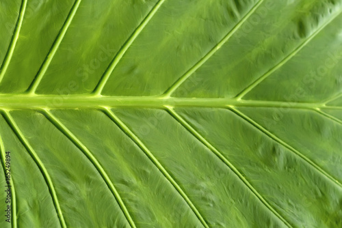 Background texture of a green juicy leaf, shown close-up