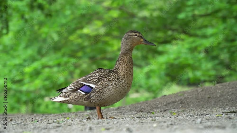 Male duck walks through the park. 4K video. Male duck walks through the park. 4K video.