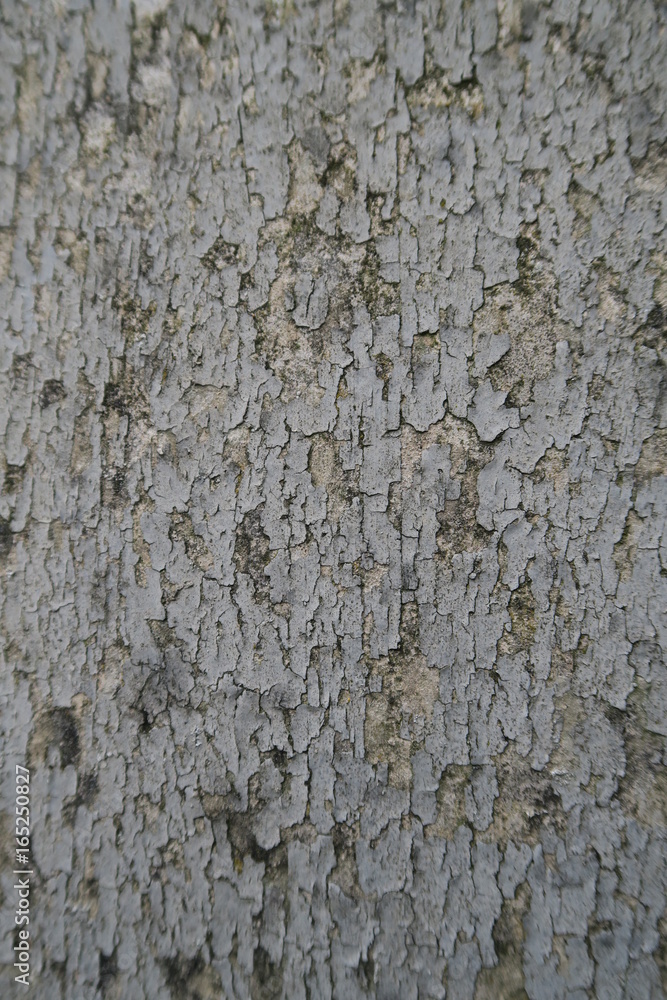 TEXTURE BACKGROUND GRAY GREEN NATURAL AGED TEXTURE BACKGROUND GRAY GREEN NATURAL AGED
