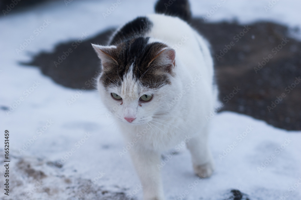 An ordinary domestic cat sits in the snow on the asphalt.