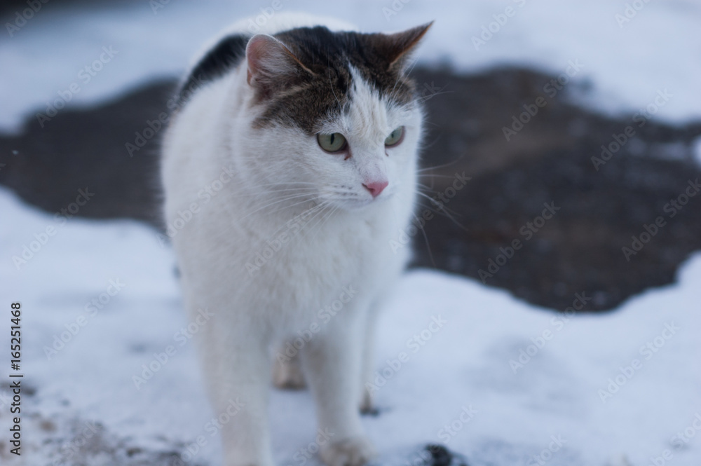 An ordinary domestic cat sits in the snow on the asphalt.