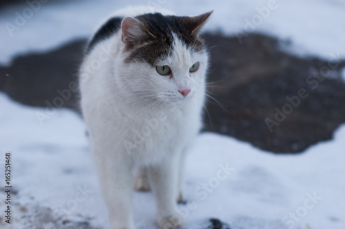 An ordinary domestic cat sits in the snow on the asphalt. © kivitimof