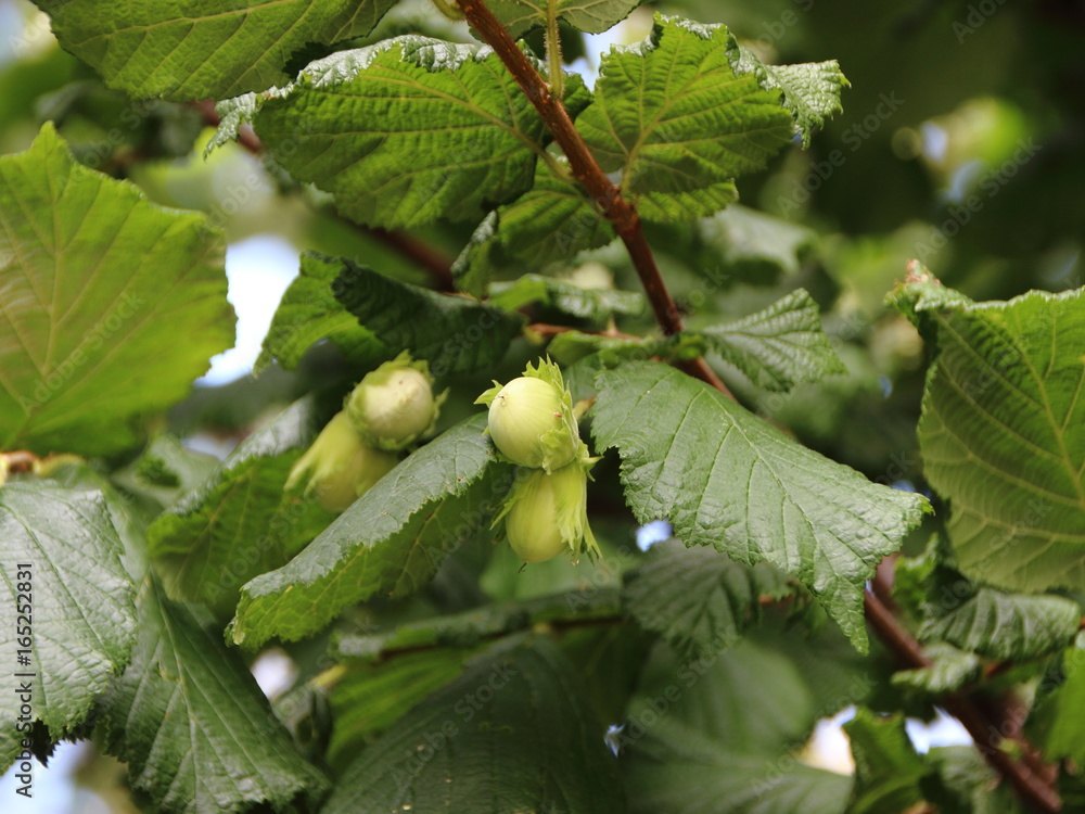 Obraz premium Fresh Unripe Hazelnuts on Nut Tree Branch