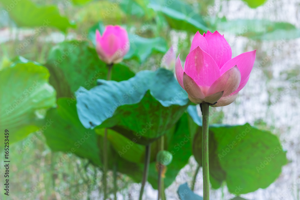 Lotus flower,