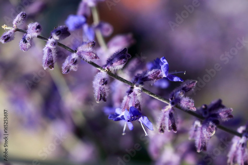 Flowers of Salvia nemorosa with a fly