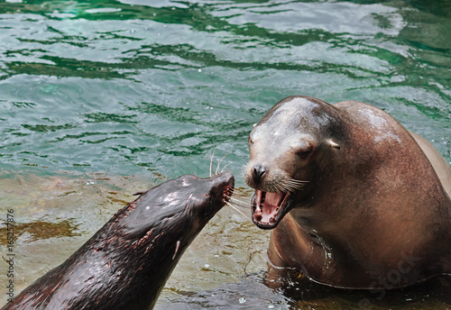Two sea lions looks like on screaming boss and a timid subordinate.