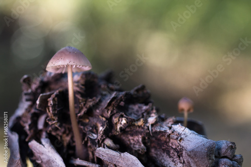 Mycena seynesii photo