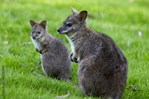 Red-necked or Bennett's Wallaby (Macropus rufogriseus), captive adult female with joey, West Sussex, UK.