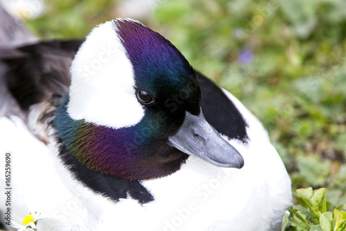 Bufflehead Duck, (Bucephala albeola) male in breeding plumage, captive, West Sussex, England, UK. photo