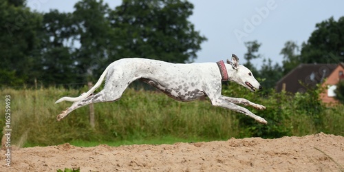 Leinwand Poster rennender weißer Greyhound