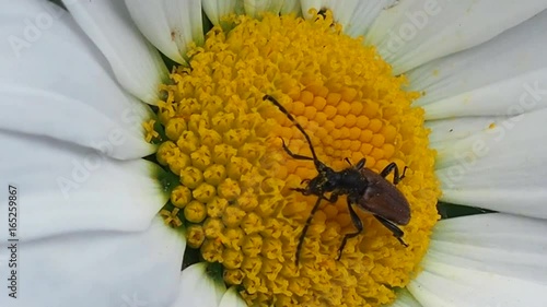 Beetle on Daisy eating nectar. Insect wildlife in the garden. Meadow Chafer in the grass - macro. photo