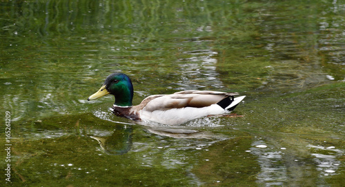 Male wild duck swimming in the water