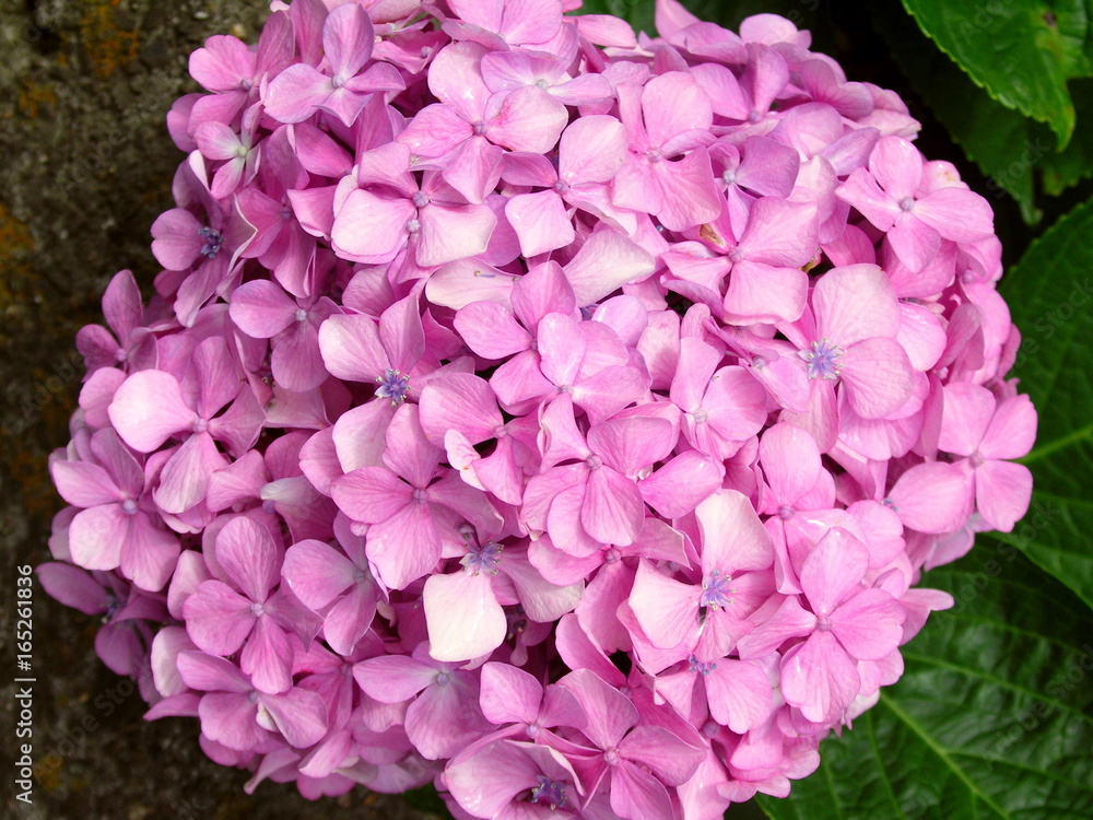 ピンクの紫陽花 ピンクの紫陽花