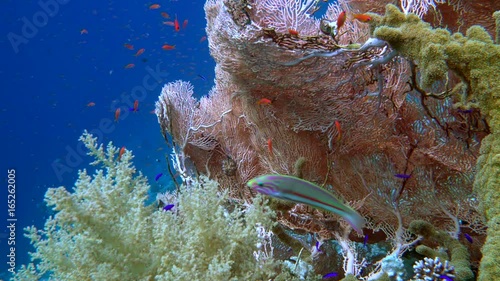 The view of a diver exploring a colorful reef, Red sea, Egypt photo