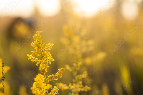 Evening landscape sunset in the meadow  on the grass and yellow plant. Soft selective focus.