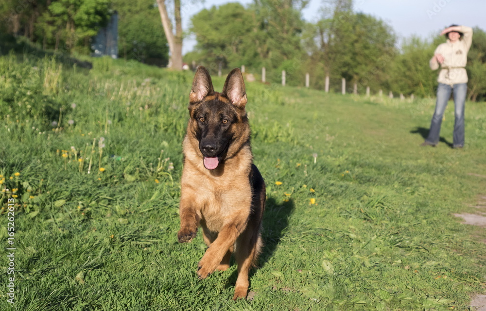 German shepherd runs in the summer park German shepherd runs in the summer park