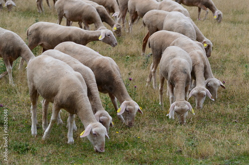 Troupeau de mouton